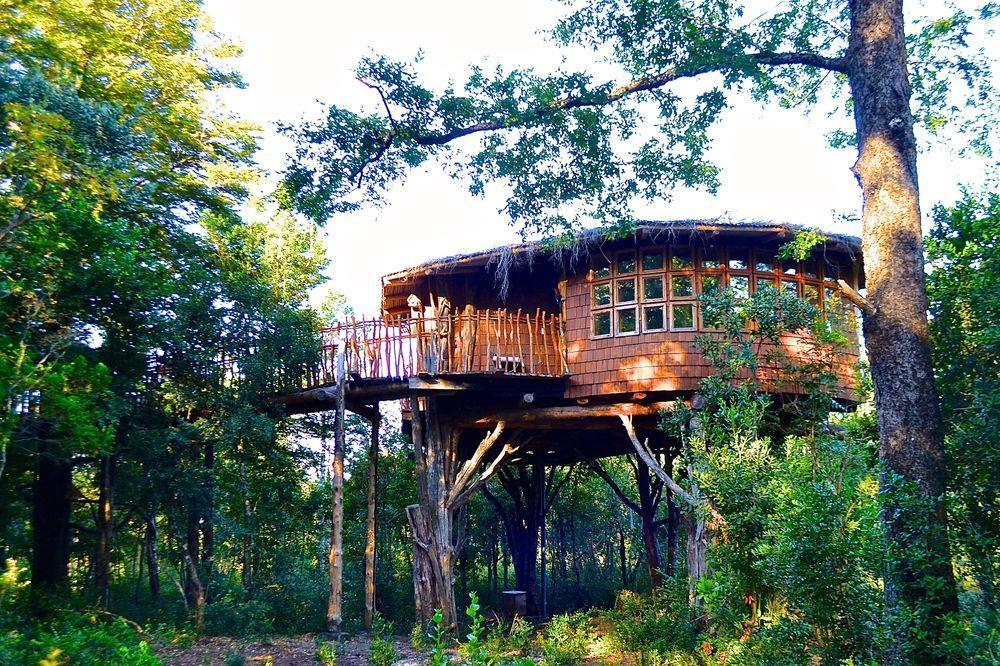 Tree Lodge Nidos De Pucón Exterior foto